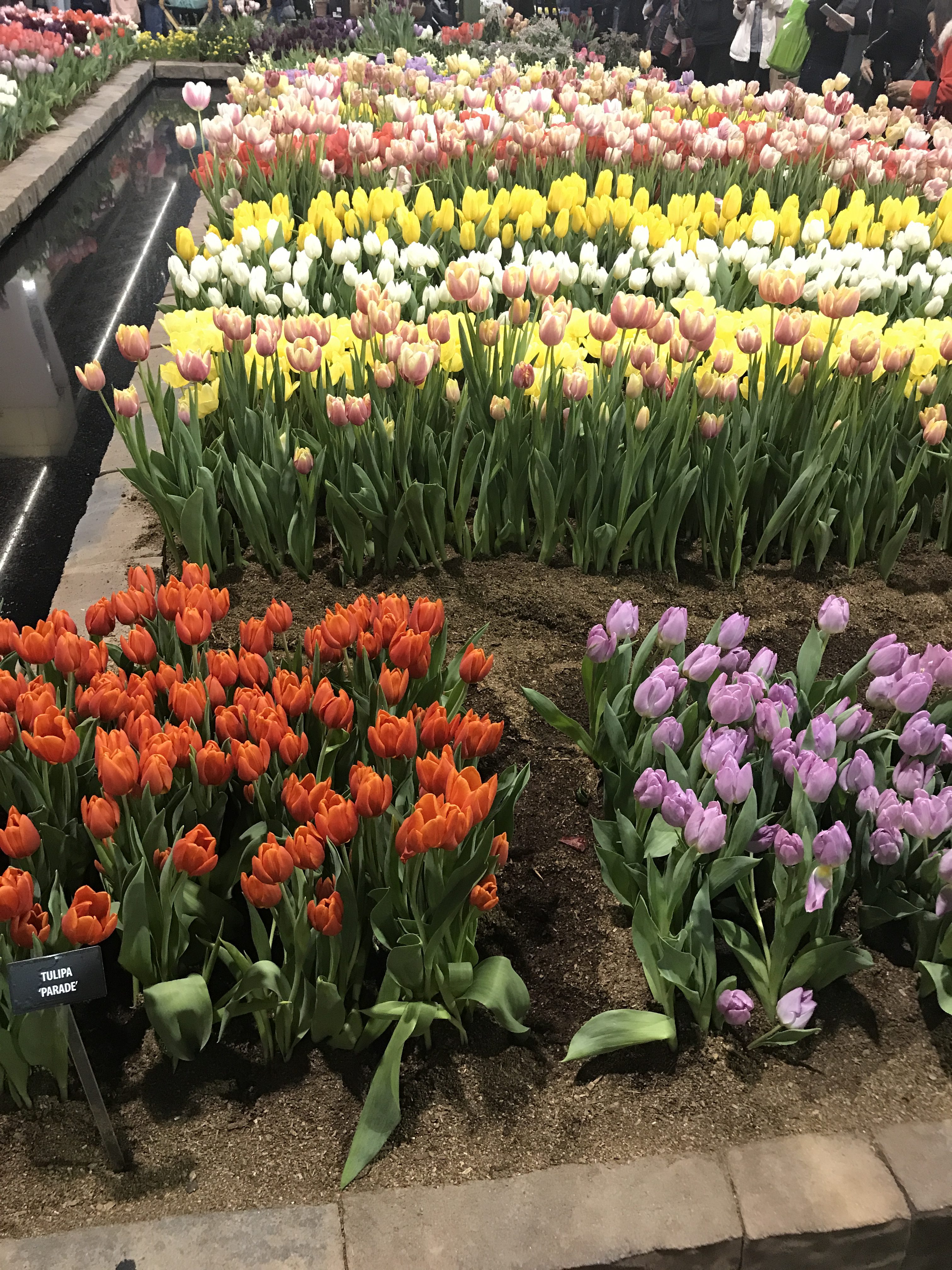 2018 Philly Flower Show; Tulips alongside Water